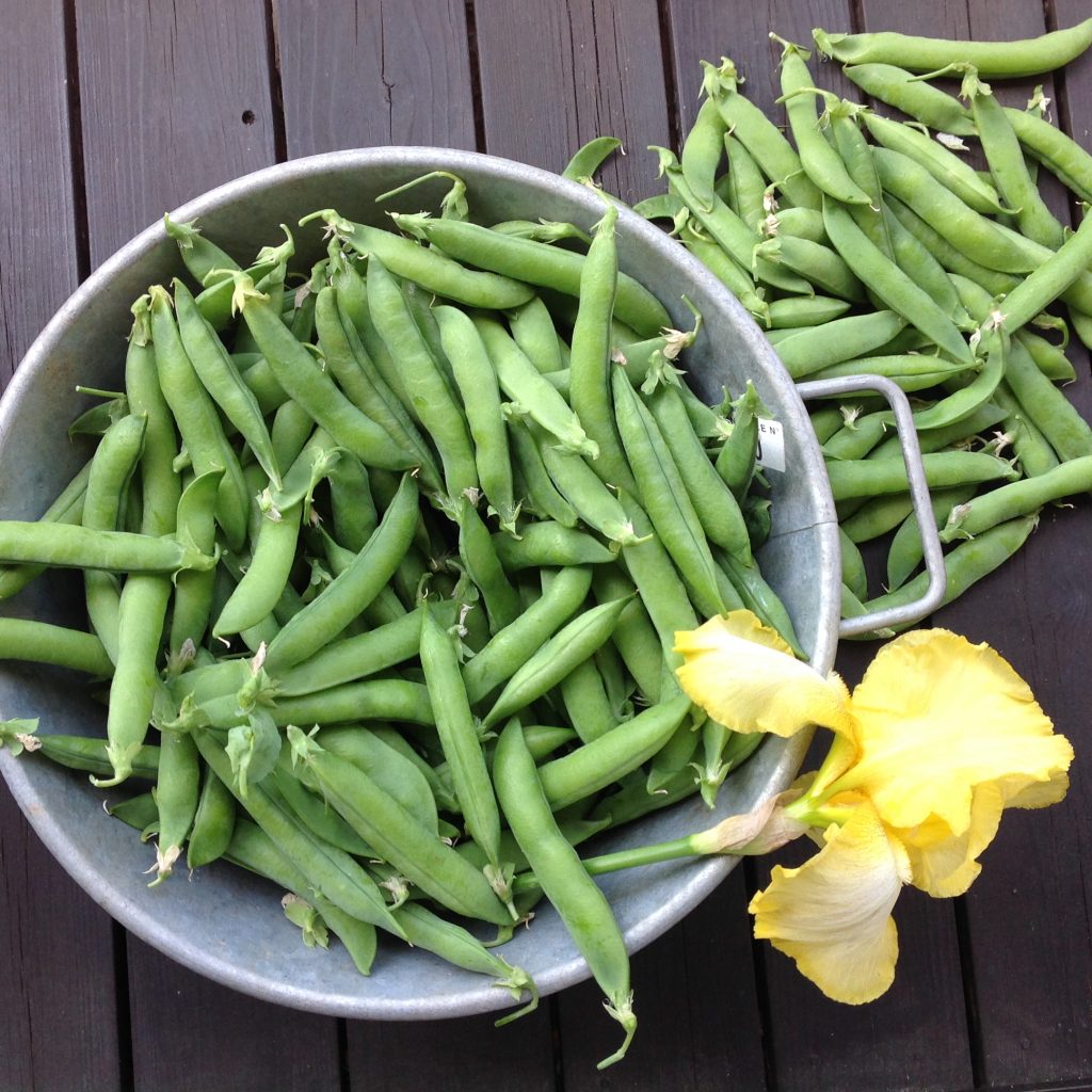 エンドウマメ 食べ頃は自分で決める 餡子もおいしい Growfood365 Net