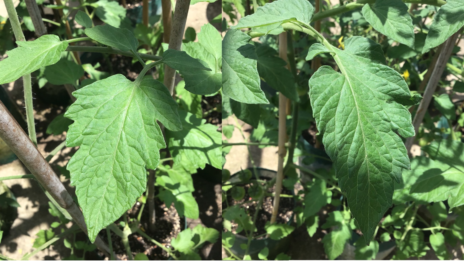 トマトの肥料過多 対処方法 Growfood365 Net