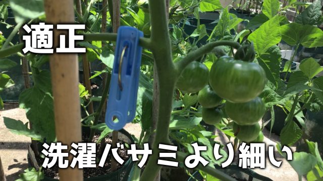 トマトの肥料過多への対処方法 Growfood365