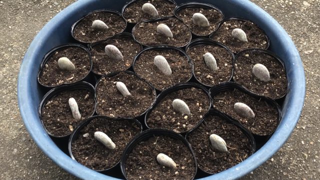 成功するソラ豆の種まき方法