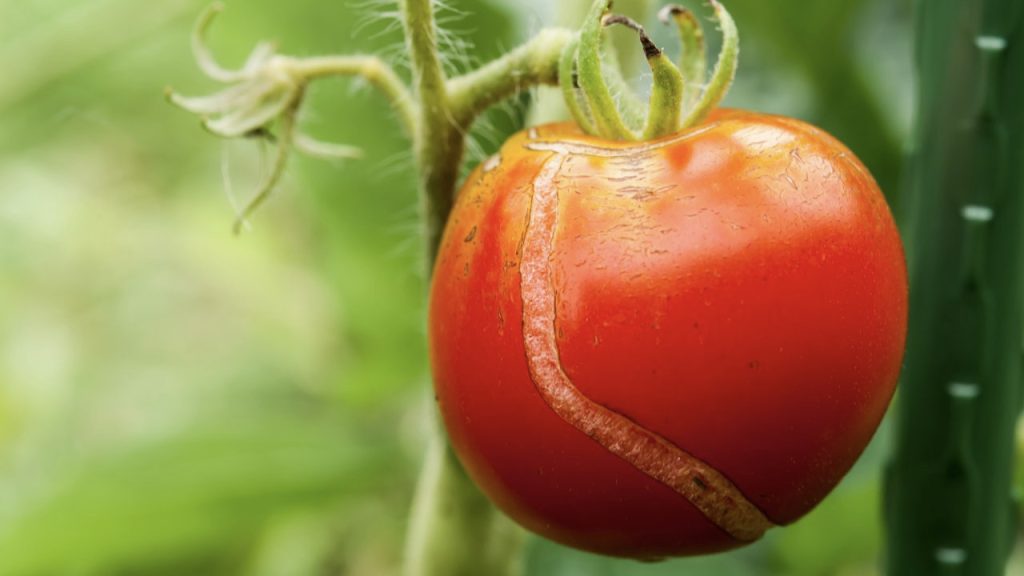 その葉かきストップ トマトの裂果の防止方法 Growfood365