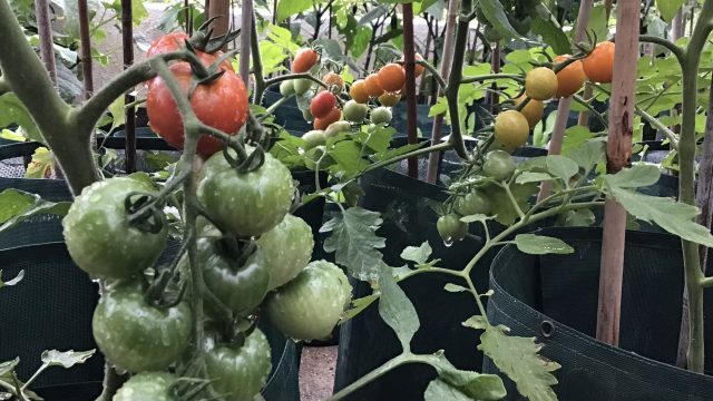 トマトの伸びすぎ防止と秋まで収穫する方法